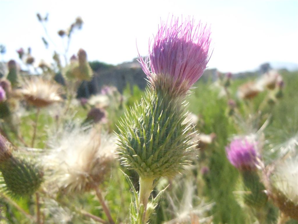 Cirsium vulgare